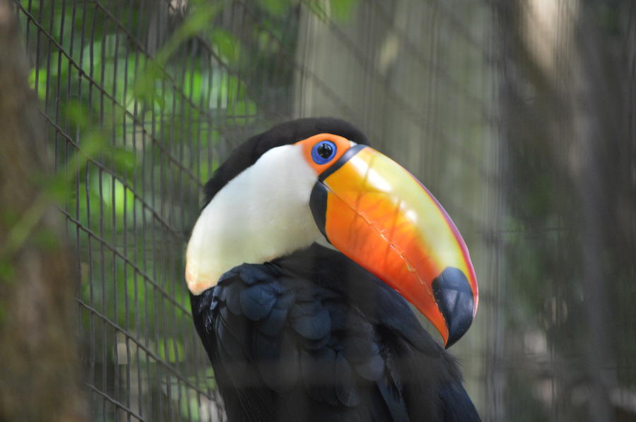 Wildlife Photograph - Toucan 8 by Brad Kennedy