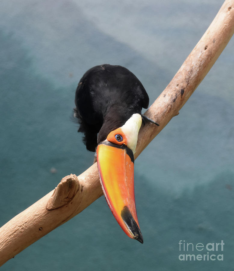 Toucan Bird Leaning Down from a Draped Vine Photograph by DejaVu Designs