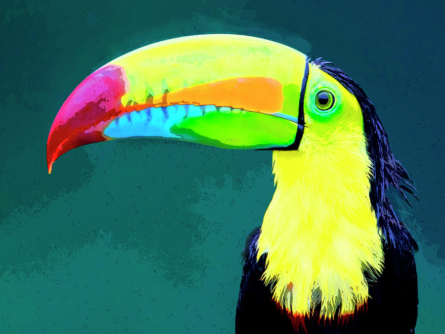 Toucan Photograph by Dominic Piperata