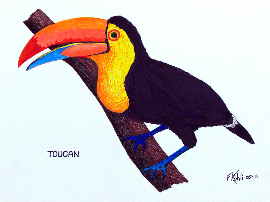 Toucan Drawing by Frederic Kohli