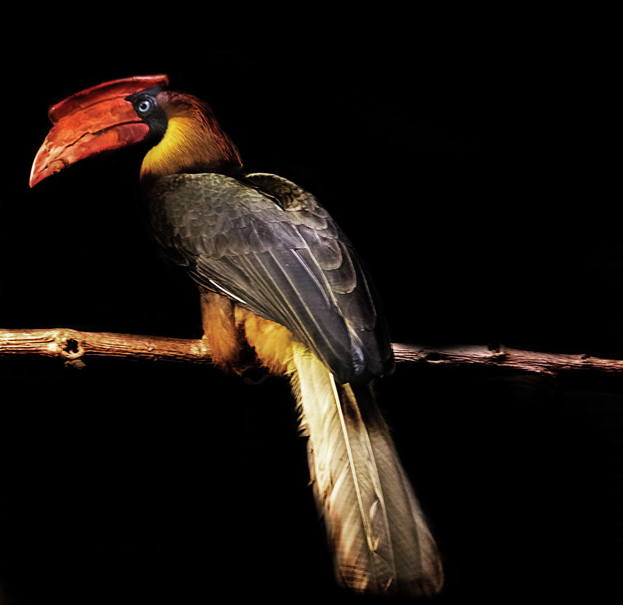 Toucan Photograph - Toucan by Martin Newman