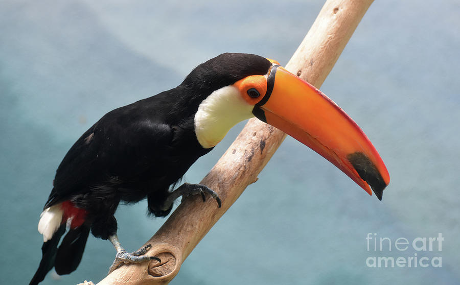 Toucan With a Gorgeous Bright Orange Bill Photograph by DejaVu Designs