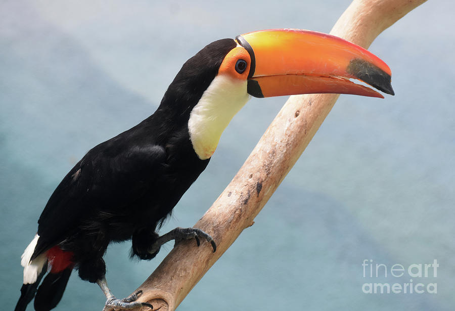 Toucan With Its Bill Slightly Parted in a Squawk Photograph by DejaVu Designs