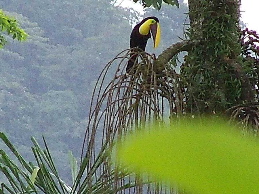 Toucan Photograph - Toucans lunch of palm berries by William Patterson