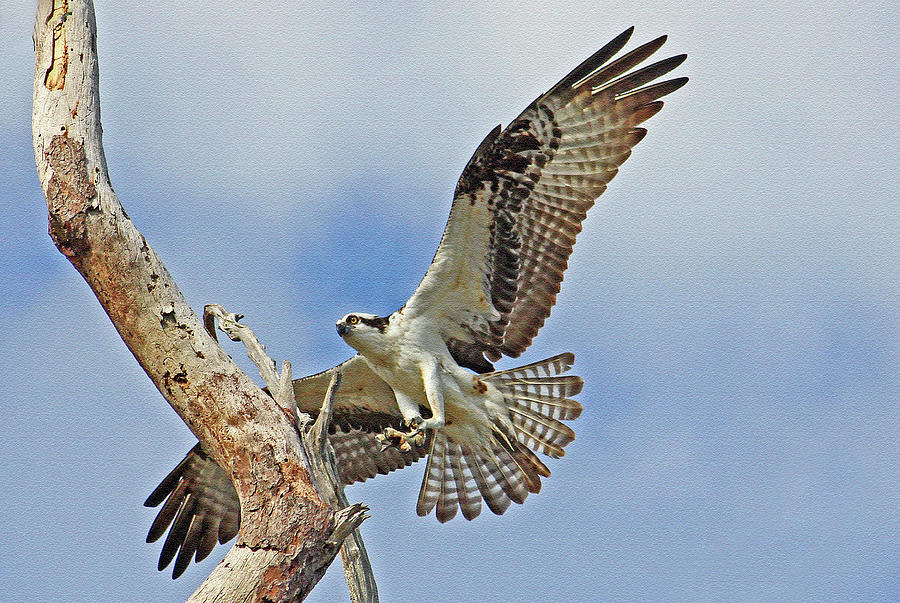 Touch Down - Osprey In Flight Photograph by HH Photography of Florida