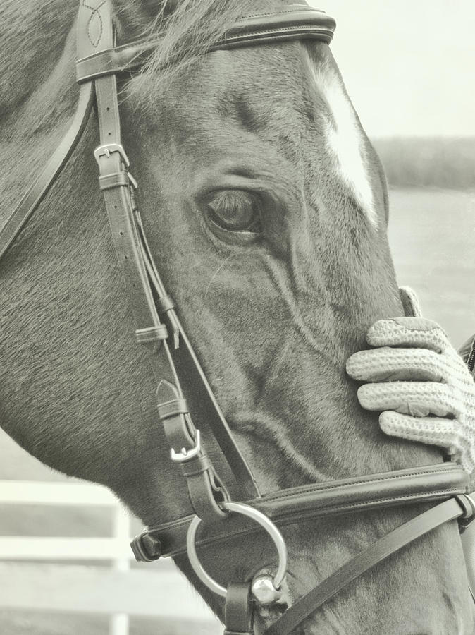 TOUCH quote Photograph by Dressage Design