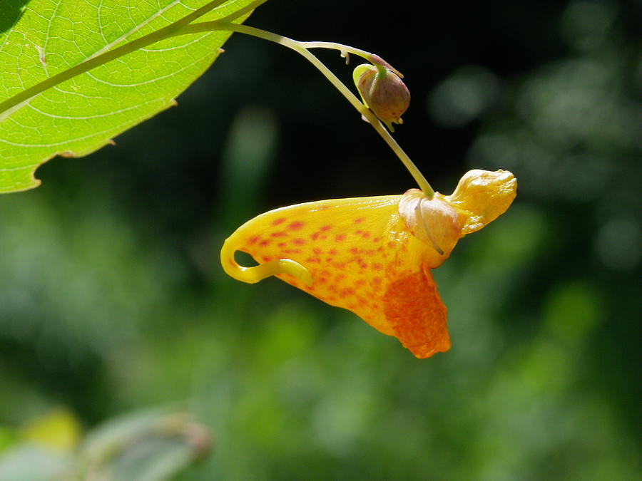 Touch-me-not Spotted Jewelweed Photograph by Peggy King