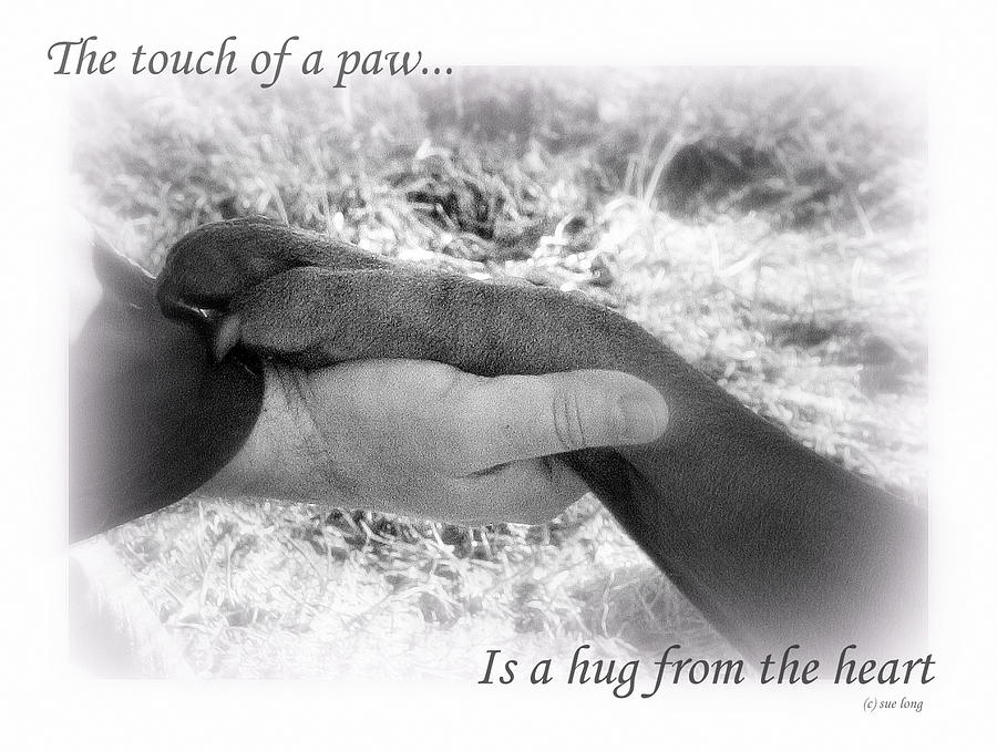 Touch of a Paw Photograph by Sue Long