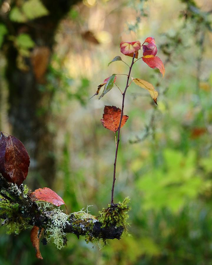 Touch of Autumn Photograph by Iina Van Lawick