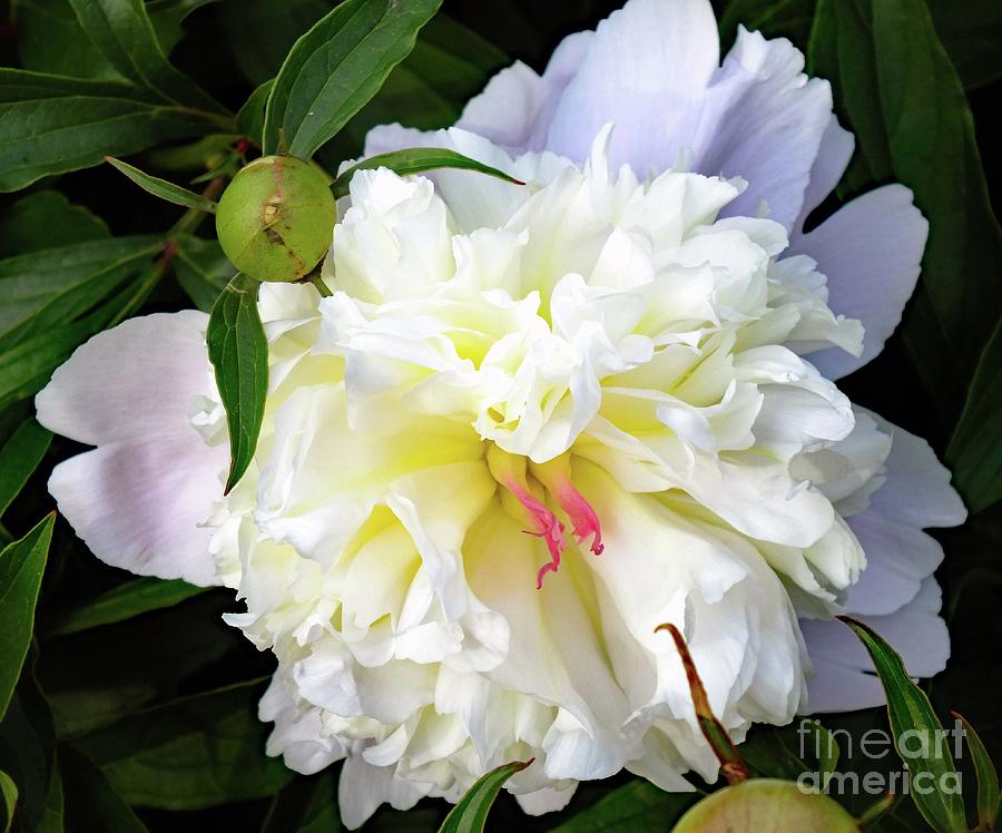Touch Of Pink - Festiva Maxima Double White Peony Photograph