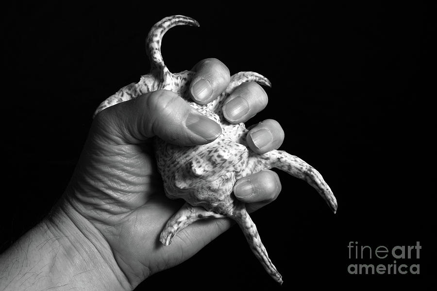 Touch Series - shells Photograph by Nicholas Burningham