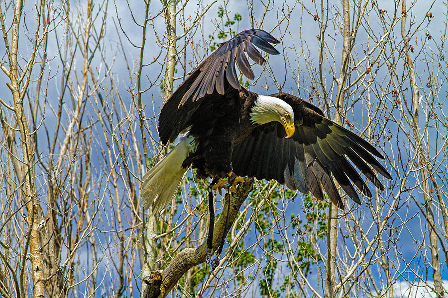 Eagle Photograph - Touchdown by Alana Thrower