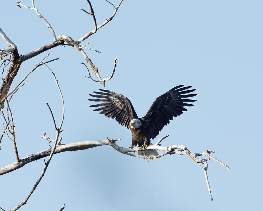 Touchdown -- Bald Eagle in Atascadero, California Photograph by Darin Volpe