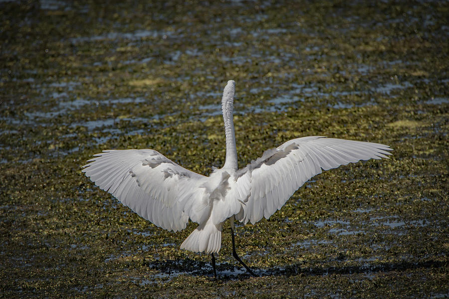 Touchdown Egret Photograph by Ray Congrove