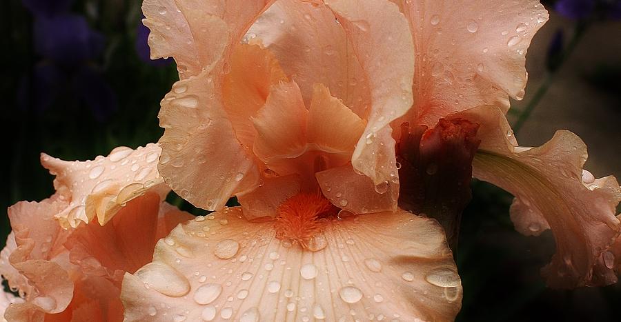 Touched by Morning Rain Photograph by Bruce Bley