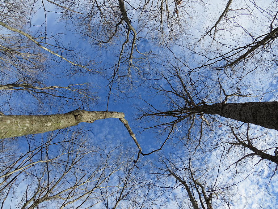 Touching branches Photograph by Jennifer Davy - Fine Art America