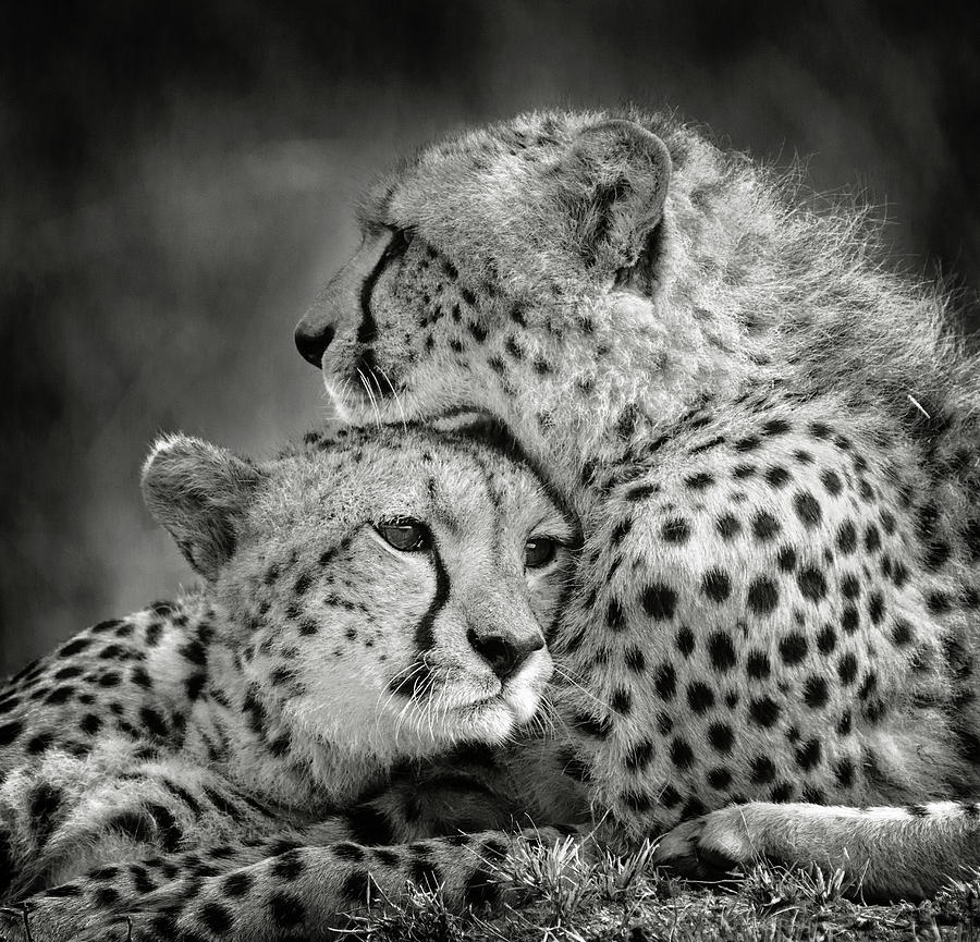 Wildlife Photograph - Touching Cheetah Portrait by Vicki Jauron