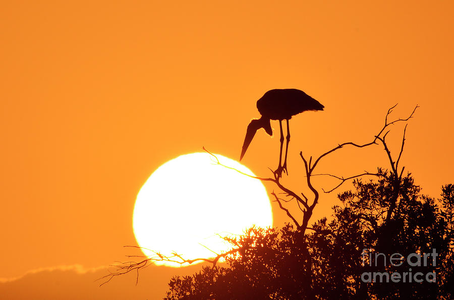 Stork Photograph - Touching the Sun by Frank Stallone