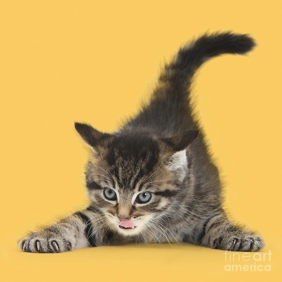 Tough Ally Kitten Photograph by Warren Photographic