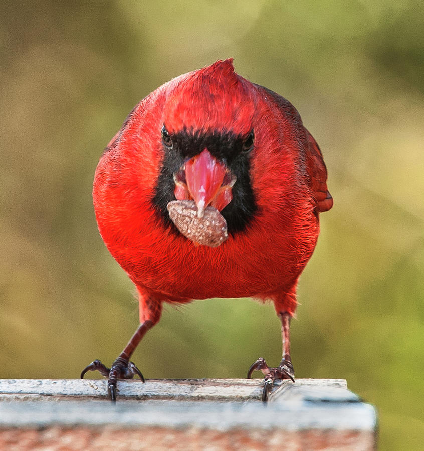 Tough Guy Cardinal Photograph by Jim Moore
