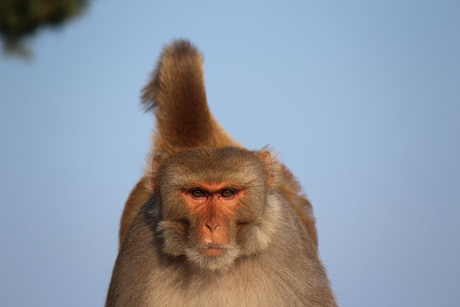Tough Guy Monkey, Devi Temple, Rishikesh Photograph by Jennifer Mazzucco