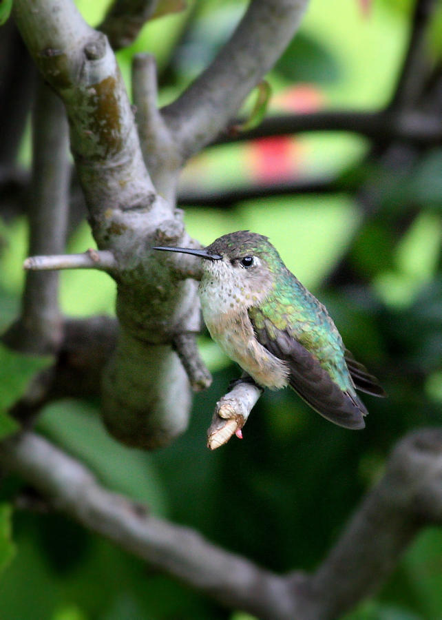 Tough Hummingbird  Photograph by Carol Groenen