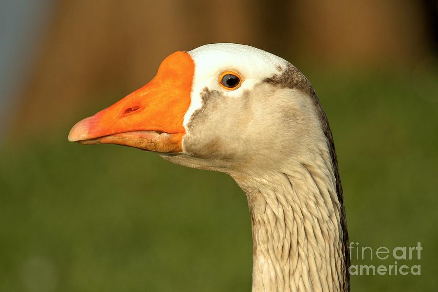 Toulouse Goose Close Up Photograph by Adam Jewell