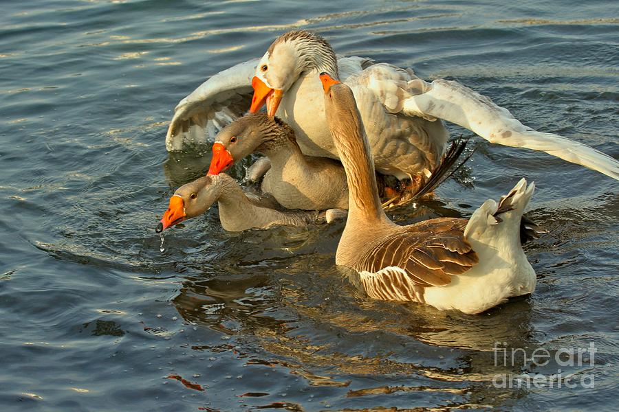 Toulouse Goose Clusterduck Photograph by Adam Jewell