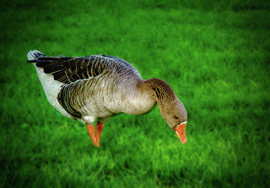 Toulouse Goose  Photograph by Joseph Hollingsworth