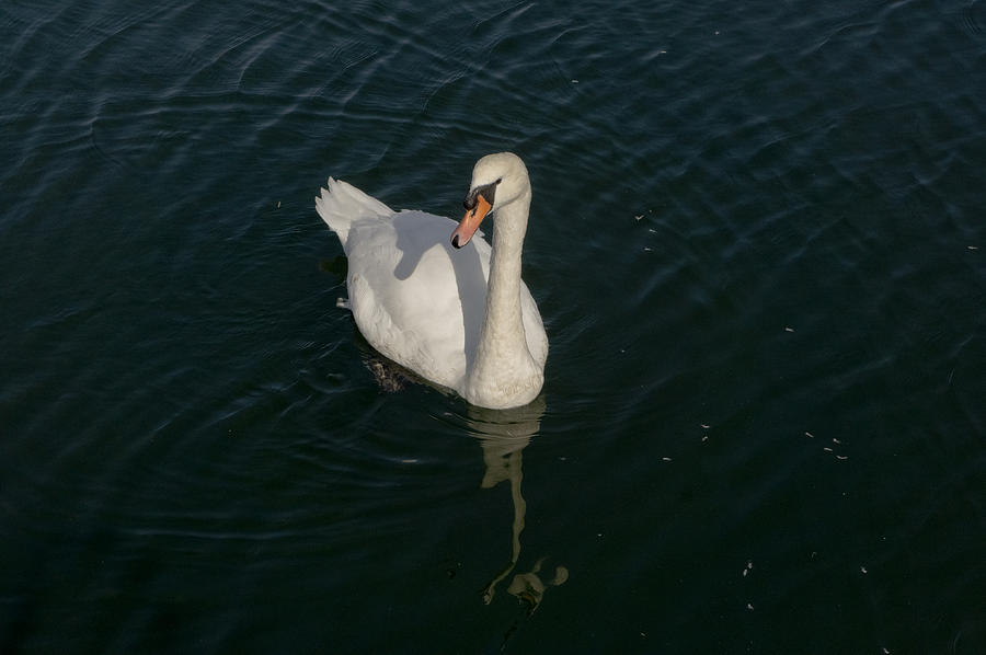 Tour de Swan. Deux. Photograph by Elena Perelman