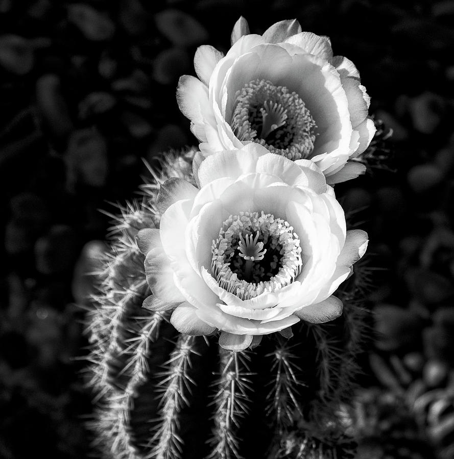 Tourch Cactus Bloom Photograph by Sandra Selle Rodriguez