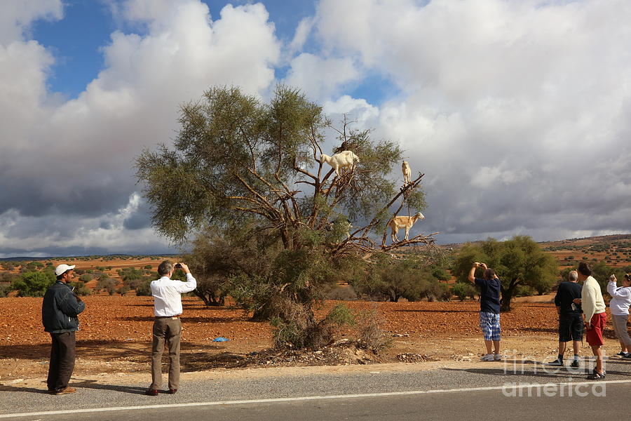 Tourist Goat Argan Tree Seeds make Argan Oil  Photograph by Chuck Kuhn