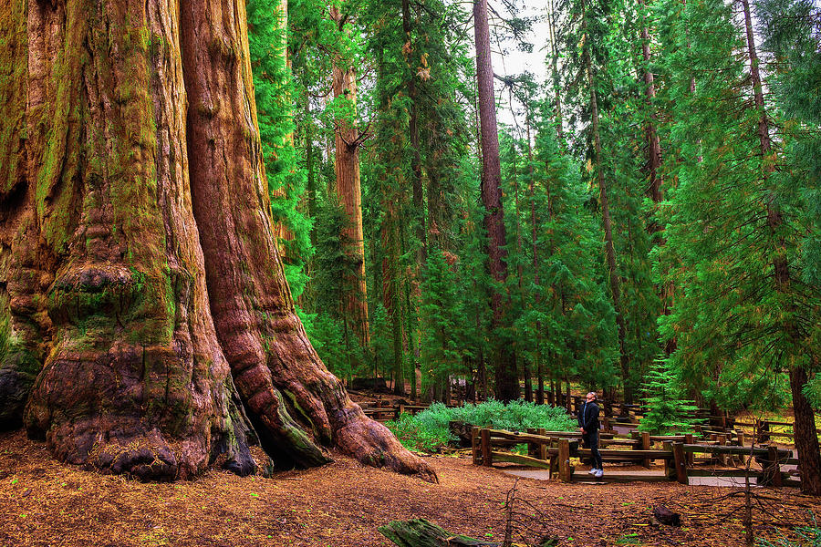 Tourist looks up at a giant sequoia tree Photograph by Miroslav Liska