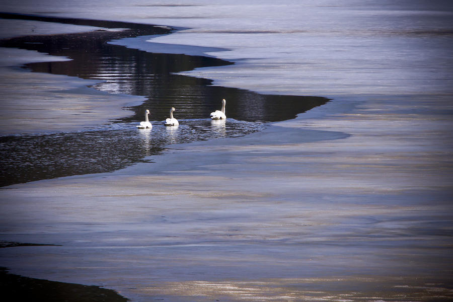 Tourist Swans Photograph by Albert Seger