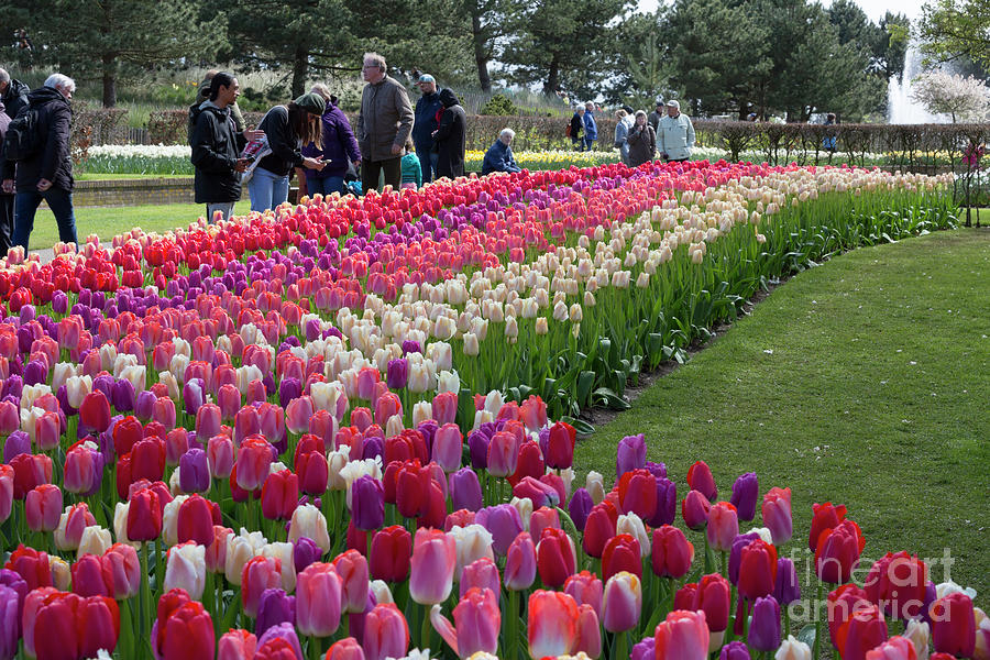 Tourists enjoy the beautiful tulips at Keukenhof Gardens Photograph by Louise Heusinkveld