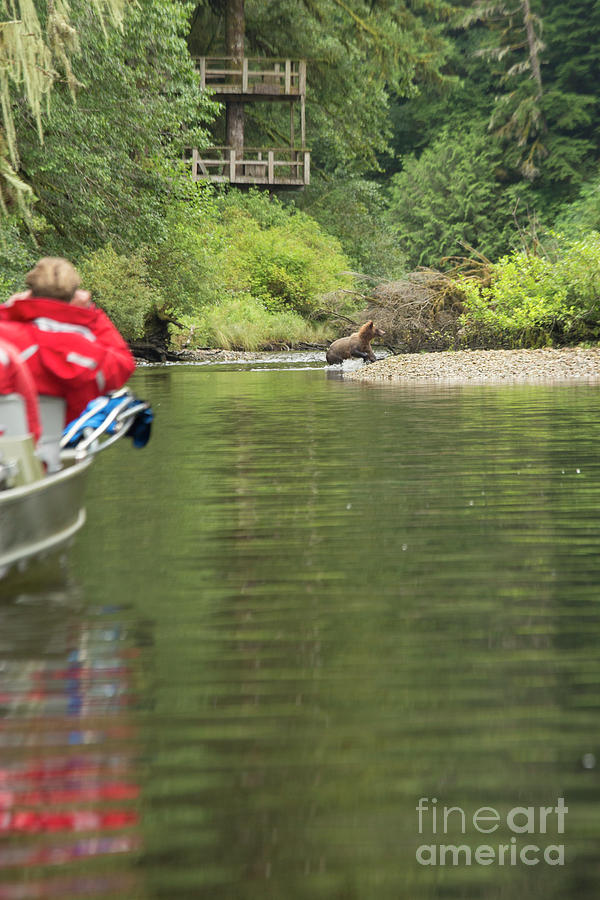 Tourists watching a grizzly bear from a boat Photograph by Patricia Hofmeester