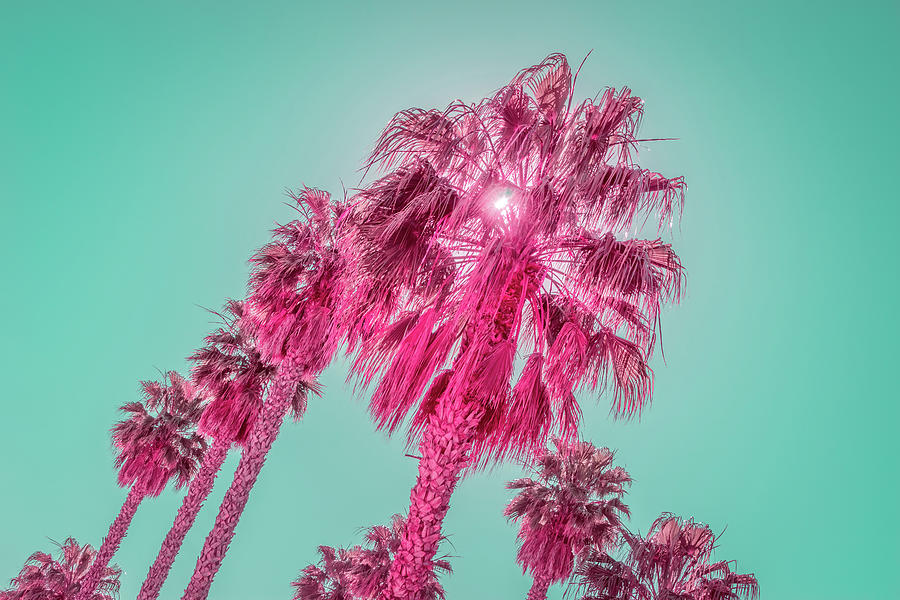 Tourmaline and Turquoise - Jewel Colored Palm Trees Photograph by Georgia Mizuleva