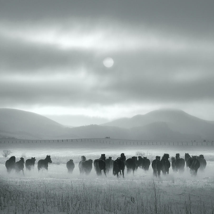 Black And White Photograph - Toward The Sun by Shu-guang Yang