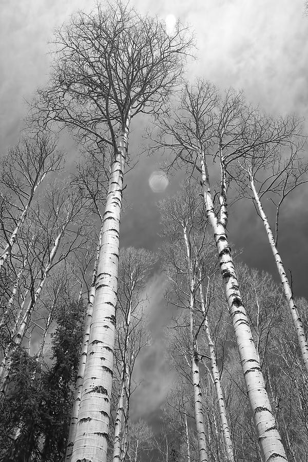 Towering Aspen Trees in Black and White Photograph by James BO Insogna