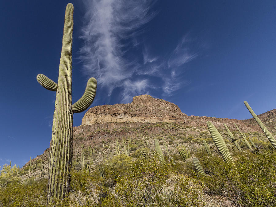 Towering Cactus Photograph by Jean Noren