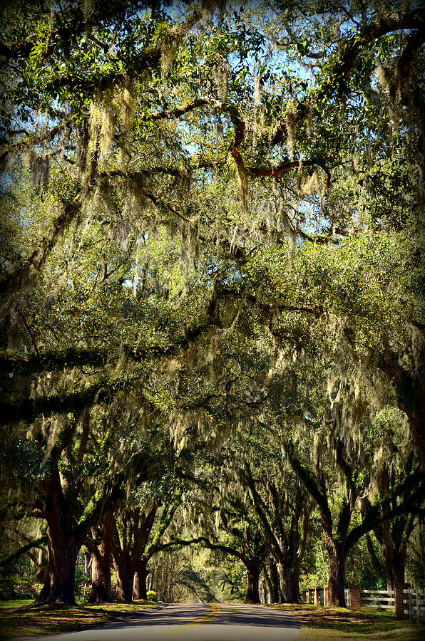 Tree Photograph - Towering Canopy by Carla Parris