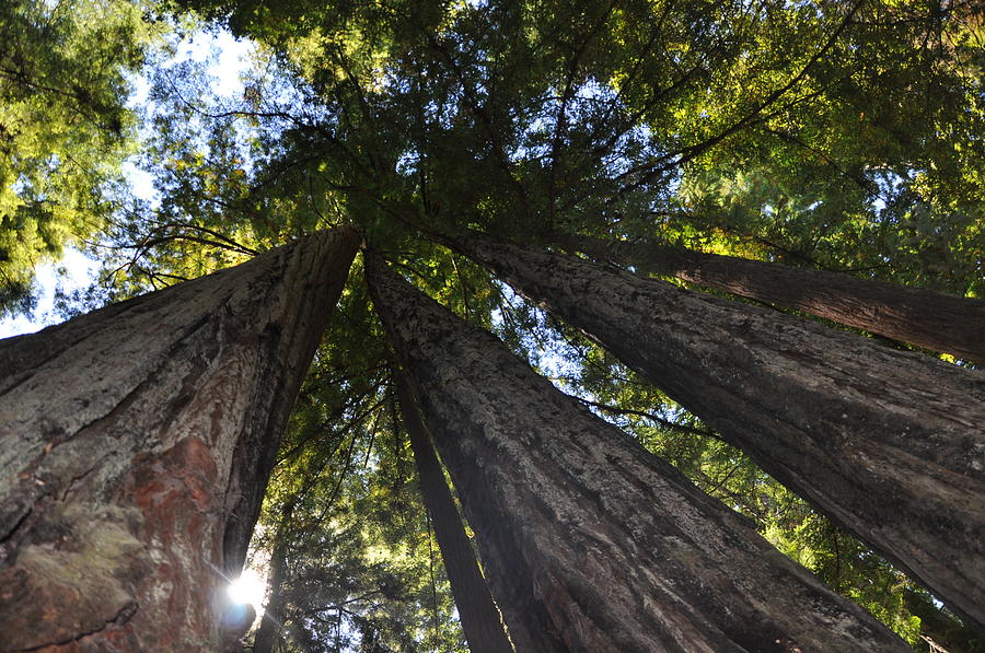Towering Coastal Redwoods Photograph by Jean Hutchison