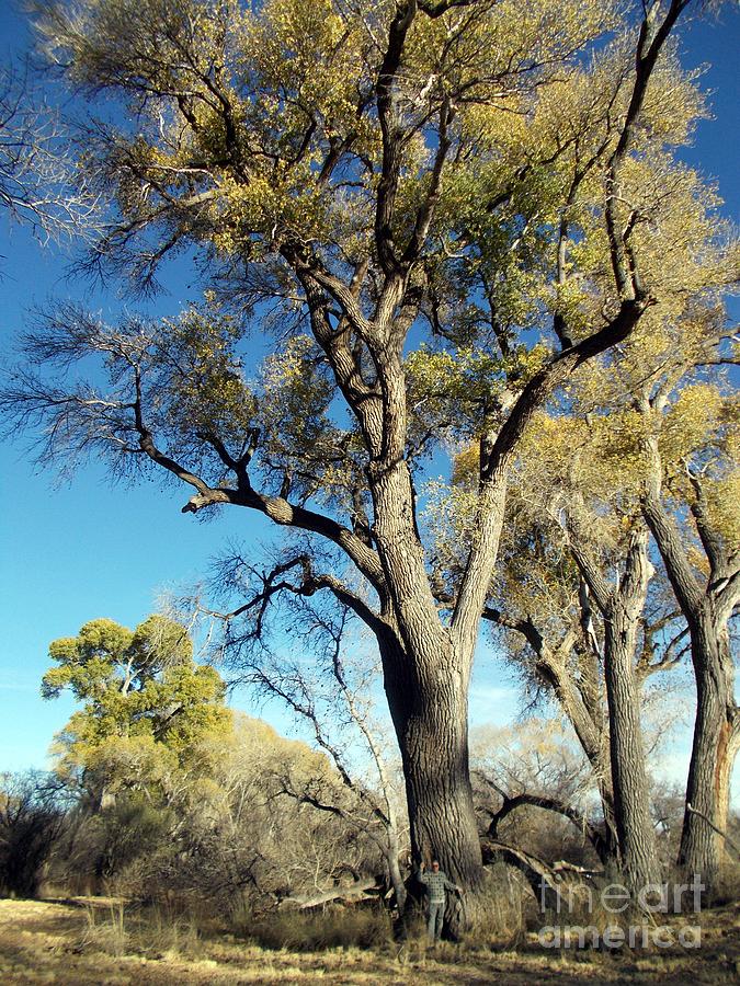 Towering Cottonwood Photograph by Jerry Bokowski