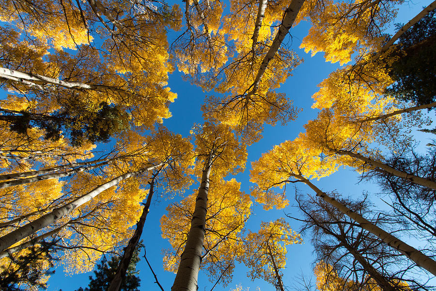 Towering Golden Aspen Trees Photograph by Tony Hake