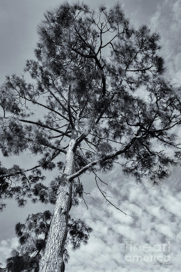 Tree Photograph - Towering by Linda Lees