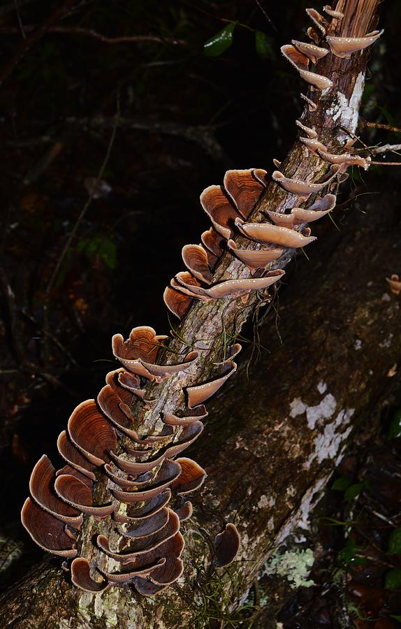 Towering Mushrooms Photograph by Warren Thompson