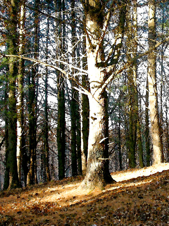 Towering Pines Painting by Paul Sachtleben