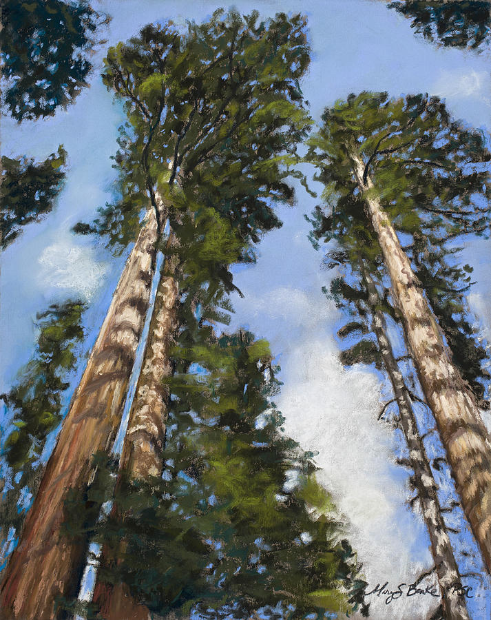 Towering Sequoias Pastel by Mary Benke