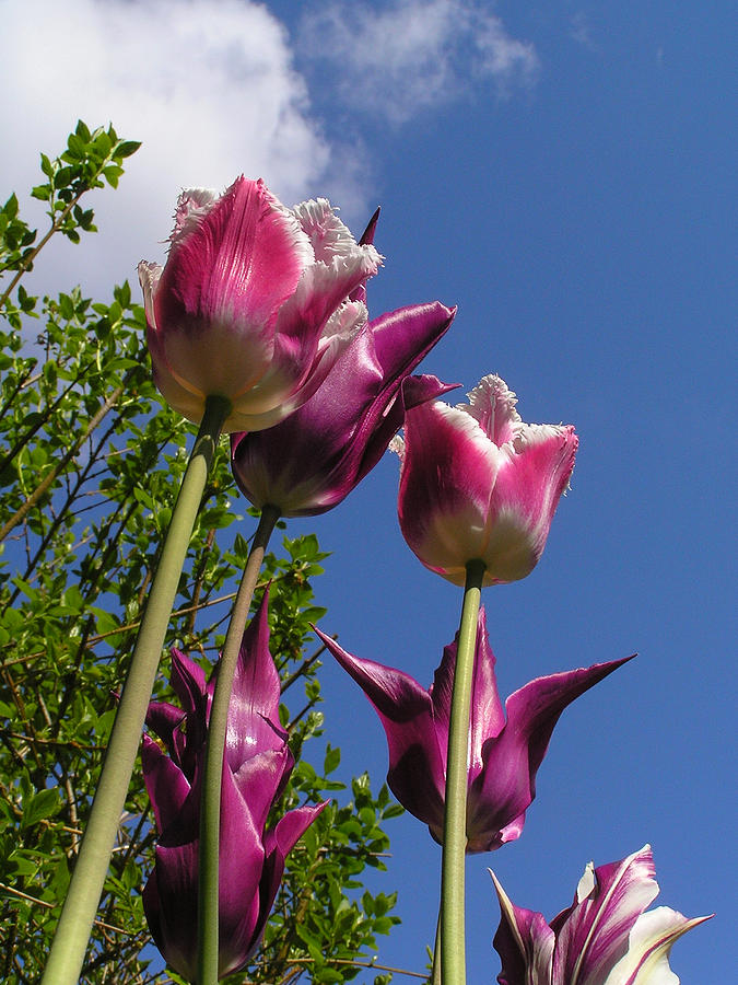 Towering Tulips Photograph by Louise Magno
