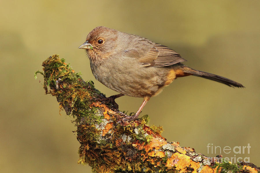 Towhee Camouflage Perch Photograph by Max Allen